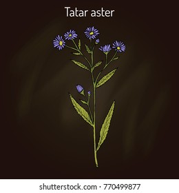 Tatarinows aster (A. tataricus), medicinal plant. Hand drawn botanical vector illustration