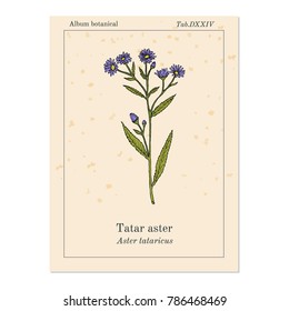 Tatarinows aster (A. tataricus), medicinal plant. Hand drawn botanical vector illustration