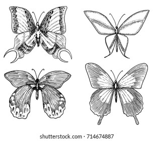 tattoo or boho t-shirt or scrapbooking design. Mystical esoteric symbol of freedom and travel. butterfly or Insect sketch. entomological collection. engraved hand drawn in old sketch and vintage style