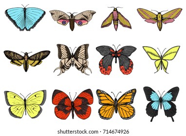 tattoo or boho t-shirt or scrapbooking design. Mystical esoteric symbol of freedom and travel. butterfly or Insect sketch. entomological collection. engraved hand drawn in old sketch and vintage style