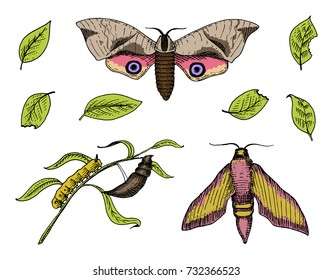 tattoo or boho t-shirt or scrapbooking design. Mystical esoteric symbol of freedom and travel. butterfly or Insect sketch. entomological collection. engraved hand drawn in old sketch and vintage style