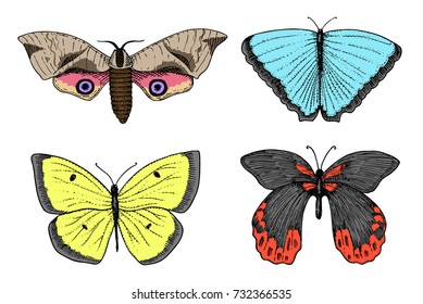 tattoo or boho t-shirt or scrapbooking design. Mystical esoteric symbol of freedom and travel. butterfly or Insect sketch. entomological collection. engraved hand drawn in old sketch and vintage style