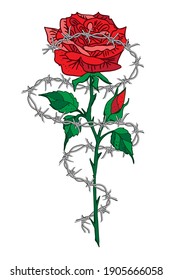 Tattoo, Card, concept,  Barbed wire, flower red rose,  isolated on white  background vector illustration