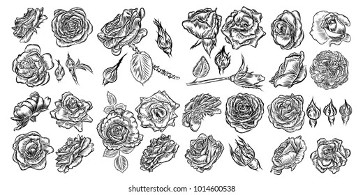 Concepto de tatuaje conjunto de flores de rosa. Idea de tatuaje estilo de colección de tinta rosas Elementos. Mezcla de flores silvestres para el diseño. Vector.