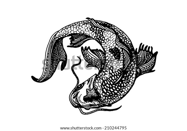 Hakuun Tattoo Emblem Style Koi Fish Curled Liittyva Vektorikuva Rojaltivapaa 210244795