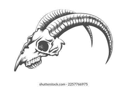 Tattoo of Goat Skull Drawn in Engraving Style isolated on white background. Vector illustration.