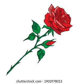  Tattoo red rose, isolated on a white  background vector illustration