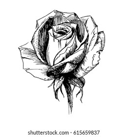 Tattoo. Rose flower. Highly detailed vector illustration isolated on white. Tattoo design, mystic symbol. Print, posters, t-shirts and textiles.