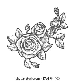 Tattoo with rose flower. Sketch of plant. Floral decoration or nature bloom. Romantic sign for valentine or mother day gift. Flora and love, nature element. Vintage vector illustration for botany book