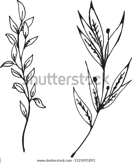Tattoo Sketch On Plant Theme Thin Stock Vector Royalty Free 1525091891