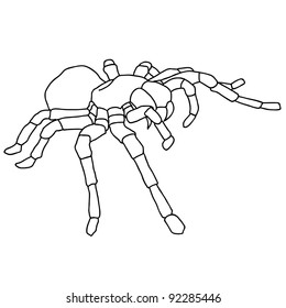 Tattoo spider tarantula on Blom background