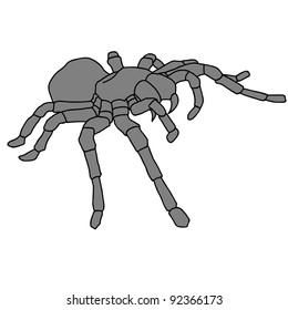 Tattoo spider tarantula on Blom background