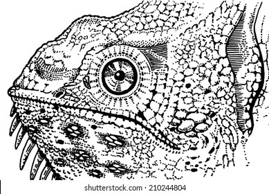 Tattoo style close-up of chameleon head