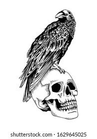 tattoo and tshirt design crow with skull premium vector