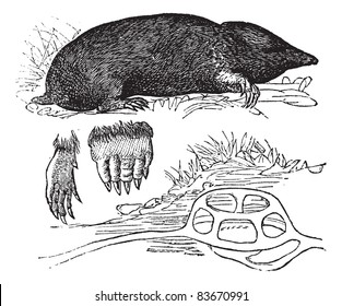 Taupe in Europe (Talpa Europaea) or Northern Mole or Common Mole. a, foreleg, b, hind legs, c, nest, vintage engraved illustration. Trousset encyclopedia (1886 - 1891).