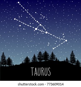 Taurus - hand drawn Zodiac sign constellation in a starry night sky over the coniferous forest. Vector graphics astrology illustration. Western horoscope mystic symbol in nature.