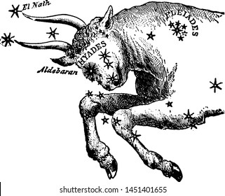 Taurus vintage engraved illustration drawing. 