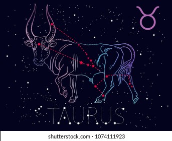 Taurus Zodiac sign and constellation. Horned  bull on a cosmic dark blue background with stars. Hand drawn vintage engraving style vector illustration. Space, astrology, horoscope, astronomy design.

