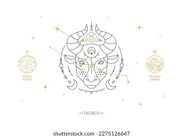 Taurus zodiac sign with description of personal features. Astrology horoscope card with zodiac constellation on white background thin line vector illustration