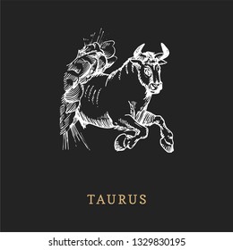 Taurus zodiac symbol, hand drawn in engraving style. Vector graphic retro illustration of astrological sign Bull.