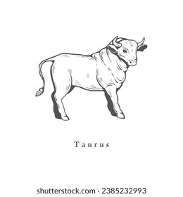 Taurus zodiac symbol, hand drawn in engraving style. Vector illustration of astrological sign Bull.