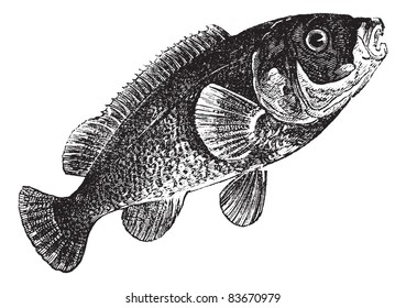 Tautog (Tautoga Americana), vintage engraved illustration. Tautog isolated on white. Trousset encyclopedia (1886 - 1891).