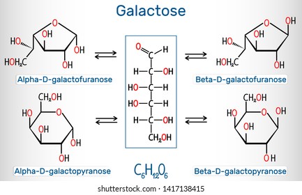 Tautomeric forms of D-galactose, milk sugar. Alpha-D- galactofuranose, beta-D- galactofuranose, alpha-D- galactopyranose, beta-D- galactopyranose. Structural chemical formula. Vector illustration