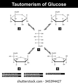 Tautomerism of glucose, different sugar forms, 2d vector, eps 8