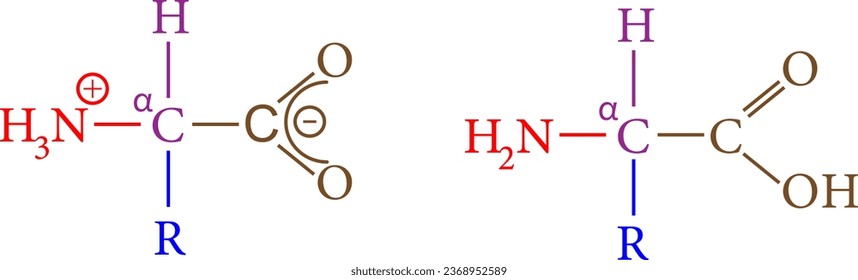 The tautomers of an amino acid.Vector illustration