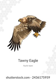 Tawny Eagle. Vector illustration of eagle. Bird of prey. Aquila rapax illustration. Vector illustration on a white background