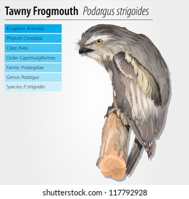 Tawny Frogmouth Owl - Podargus strigoides