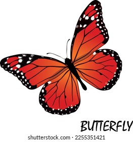 Tawny Orange Monarch Butterfly design hand drawn with text Butterfly Vector