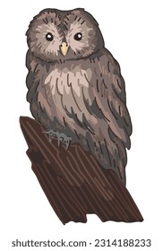 Tawny owl clipart in cartoon style. Realistic colored drawing of nocturnal bird wild animal. Vector illustration isolated on white background.