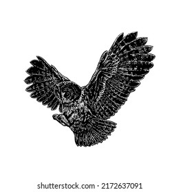 Tawny Owl hand drawing vector illustration isolated on white background