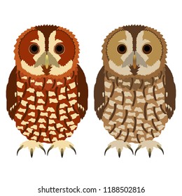 Tawny Owl or Strix aluco
