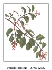 Taxillus chinensis, hand-painted floral and botanical painting, hand-painted herbal painting, natural herbs.