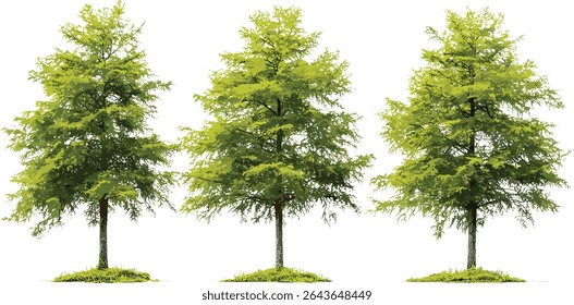 Taxodium ascendens trees isolated cutout, pond cypress set, swamp tree species, vector illustration, wetland forest, native conifer, water-tolerant tree, natural landscape.