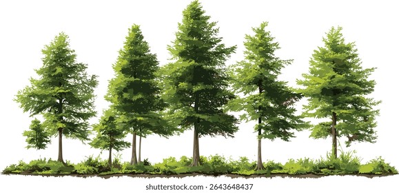 Taxodium distichum swamp cypress tree frontal isolated, baldcypress natural habitat, wetland tree species, bald-cypress silhouette, vector illustration, riverbank vegetation, eco forestry.