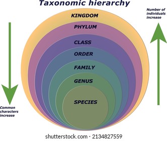 Taxonomische Hierarchie-Kategorien mit weißem Hintergrund