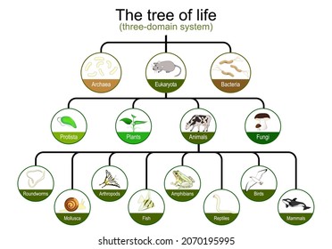 Taxonomía. clasificación del árbol de la vida. sistema de tres dominios. Árbol filogenético y simbiogenético de organismos vivos. orígenes de Archaea, eucariotes y prokaryotes. Educación de infografía por vector