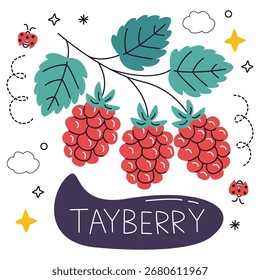Tayberry Vector Illustration. Flat Minimal Design. Editable Illustration for Web, Mobile, Print