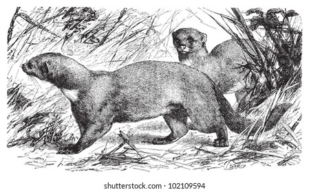 Tayra (Galictis barbara) / vintage illustration from Brockhaus Konversations-Lexikon 1908