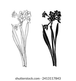 Tazetta daffodils. Sketch Floral Botany Collection. Daffodil or Narcissus flower drawings. Black and white with line art on white backgrounds. Hand Drawn Botanical Illustrations.