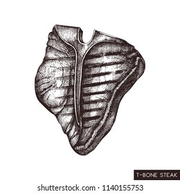 T-bone steak hand drawn illustration. Vector grilled beef drawing on white background. Fresh meat product sketch for restaurant menu design.