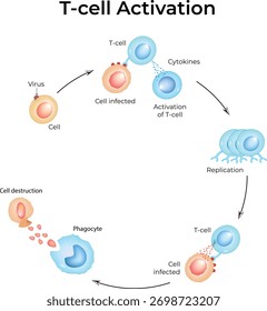 Ciclo de activación de células T y respuesta inmunitaria contra infecciones virales