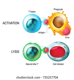 T-cell. Activation and lysis of the leukocytes. T cells direct and regulate immune responses and attack infected or cancerous cells.