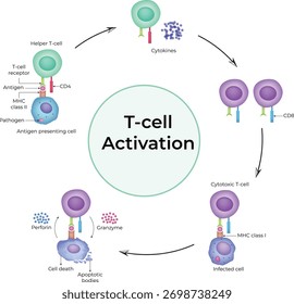 Proceso de activación de células T en el Vector de diseño del sistema inmunitario
