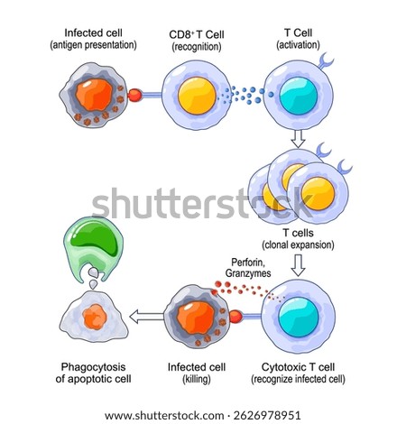 T-cell Activation and Response. Adaptive immunity. Vector illustration. Medical poster. Schematic diagram