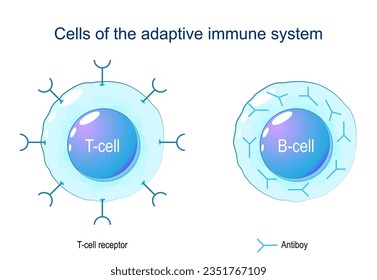 T-cell and B-cell. Cells of Adaptive immune system. immune response and lymphocytes. Vector illustration on white background.