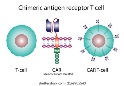 T-cell and Chimeric antigen receptor T cell ,CAR T cell, for use in immunotherapy. chemotherapy. vector illustration. 